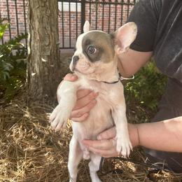 French Bulldog Puppies from Southern Mississippi Frenchies