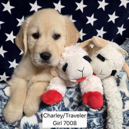 Charlie Girl 2 - Golden female Golden Retriever puppy in Niles, Michigan from Family Raised Goldens