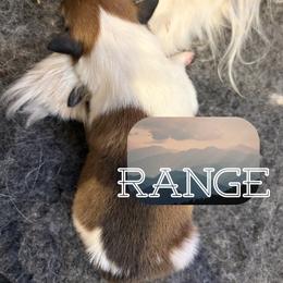 Range - Sable and white male Old Time Scotch Collie puppy in Sedalia, Colorado from Bonnie Brae Collies