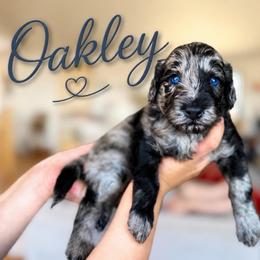Oakley - Blue merle male Bernedoodle puppy in Fort Collins, Colorado from Front Range Family Doodles