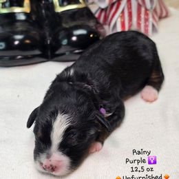 Purple - Tri-color female Bernedoodle puppy in Rockledge, Florida from Stormie's Doodles