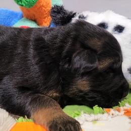 Winston - Orange Collar - Black and red male German Shepherd puppy in Charlotte, North Carolina from Zuflucht K9s