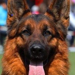 Lex - German Shepherd
