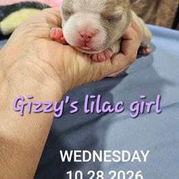 Gizzy's  lilac girl - Lilac female Boston Terrier puppy in Versailles, Indiana from Benhams Bostons
