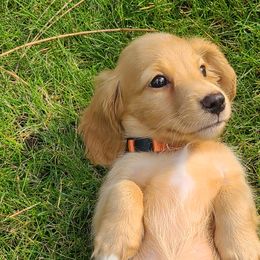 Ducky - Red Dachshund puppy in Coeur D Alene, Idaho from Discovery Dachs