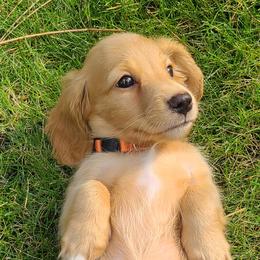 Ducky - Red Dachshund puppy in Coeur D Alene, Idaho from Discovery Dachs
