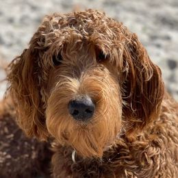 Goldendoodles from Bailey Marie Doodles