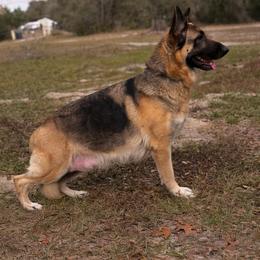 Maddie - German Shepherd