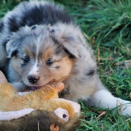 Australian Shepherd Puppies from Rockin D Ranch