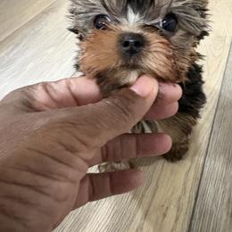 Autumn - Black and tan female Yorkshire Terrier puppy in Tempe, Arizona from Kissable baby face yorkies