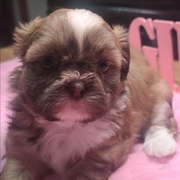 Girl 2 - Liver female Shih Tzu puppy in Belleville, Michigan from Patricia's Heavenly Earth Angels