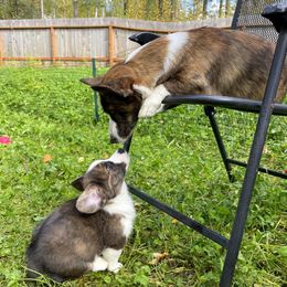 Cardigan Welsh Corgi Puppies from Kanicula Cardigan Welsh Corgis