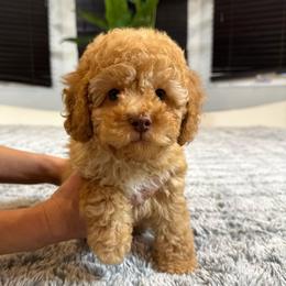 Fuego - Golden male Cockapoo puppy in Queens, New York from The 2 Musketeers_Cockapoos