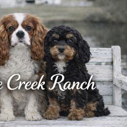 Cavalier King Charles Spaniels and Cavapoos from Middle Creek Ranch