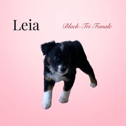 Leia - Miniature Australian Shepherd puppy from Mini Aussie Finery
