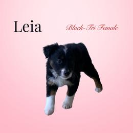 Leia - Miniature Australian Shepherd puppy from Mini Aussie Finery