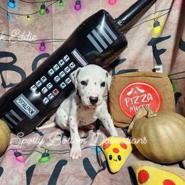 Dalmatian Puppies from Spotty Bottom Dalmatians