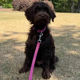 Mint Girl - Chocolate female Australian Labradoodle puppy in West Union, South Carolina from Golden Corner Labradoodles, LLC