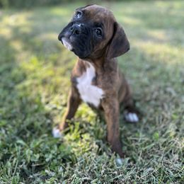 Female 2 - Brindle female Boxer puppy in Prestonsburg, Kentucky from Bre’s Boxers