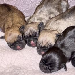 Pug puppies from Plum Creek Pugs