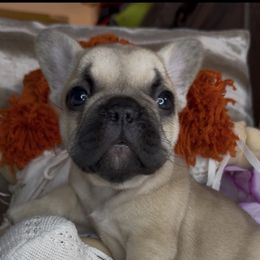 Nova - Fawn and white female French Bulldog puppy in Waitts Lake, Washington from Best Friend standard Frenchies