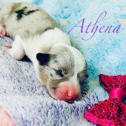 Athena - Blue merle and white female American Corgi puppy in Cocoa, Florida from Cascadian Space Coast Corgis LLC