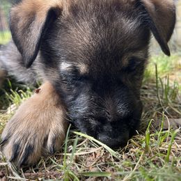 German Shepherd Puppies from Paws Of Germany