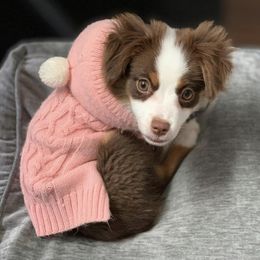 Miniature Australian Shepherd Puppies from Integrity Aussies Tx