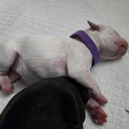 Girl 3 - female Miniature Schnauzer puppy in Hurst, Texas from SSPuppy - Sophisticated Schnauzers