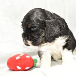 Cocker Spaniel Puppies from Minster Cocker Spaniels