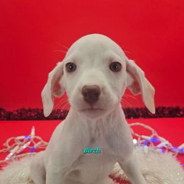 Lua Birch - White and orange female Dalmatian puppy in Conrath, Wisconsin from JSF Dalmatians LLC