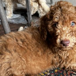 Aussiedoodles from Posh doodles