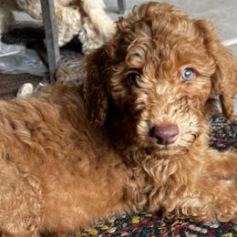Aussiedoodles from Posh doodles