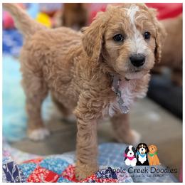 SARGE - OFA-Genetics-2 yr warranty. - Cream male Goldendoodle puppy in Jeddo, Michigan from Apple Creek Doodles