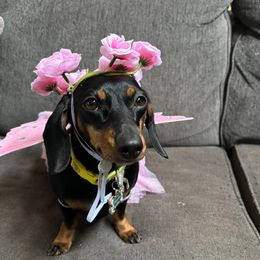 Delilah - Dachshund