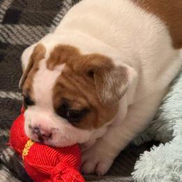 Boy 1 - Fawn and white male French Bulldog puppy in Litchfield, Ohio from Rock N’ Roll Frenchies