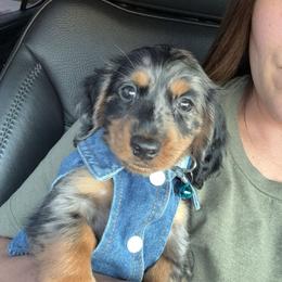 Dachshund and French Bulldog Puppies from Trust Fund Devil Kennel