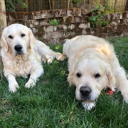 Golden Retriever Puppies from West Coast Cream Goldens