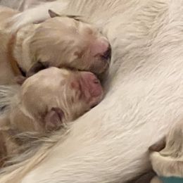 Golden Retrievers from Sweetbay Goldens