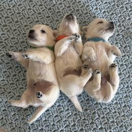 West Highland White Terrier Puppies from Westend Westies