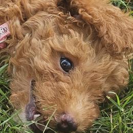 Girl 2 - female Poodle puppy in Queens, New York from Pawfect Soul Puppies