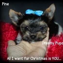 AKC Pine - Black tan and white male Biewer Terrier puppy in Kennesaw, Georgia from Dreamy Pups