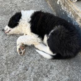 Border Collie Puppies from Roaring River Border Collies