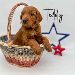 Assorted Doodle Crosses and Goldendoodle Puppies from Cynology Doodles