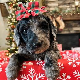 Goldendoodle Puppies from Goldendoodles of NE OK