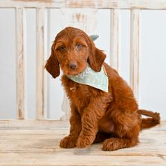 Aussiedoodle, Bernedoodle, Goldendoodle, and Irish Doodle Puppies from Sun Valley Goldendoodles