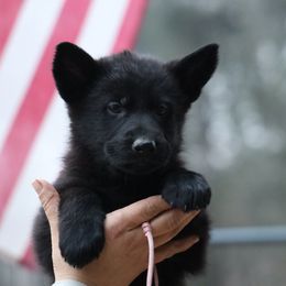 Ohana - Black female German Shepherd puppy in Augusta, West Virginia from Vom Haus Highlands