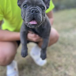 French Bulldog Puppies from Frenchie Love Bugs