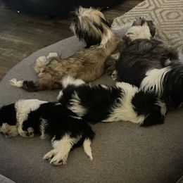 Shih Tzu Puppies from Becca Wilde