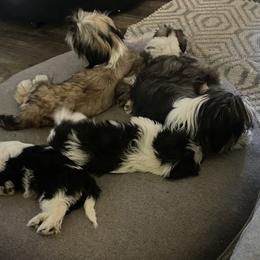 Shih Tzu Puppies from Becca Wilde